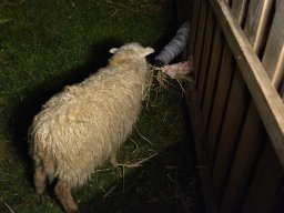 Rozsvícení vánočního stromečku